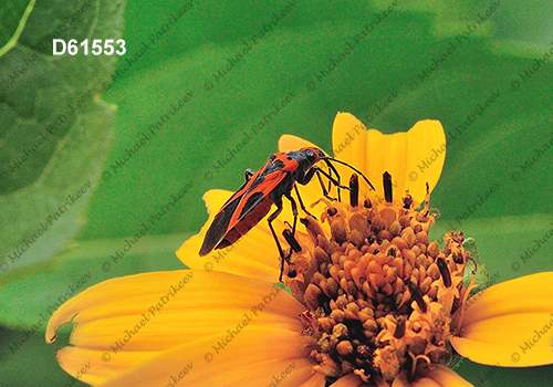 False Milkweed Bug (Lygaeus turcicus)